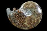 Polished, Agatized Ammonite (Cleoniceras) - Madagascar #83038-1